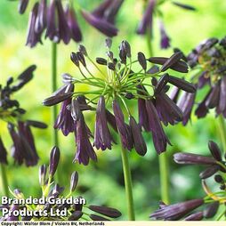 Agapanthus Midnight Cascade Collection