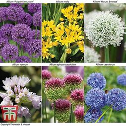 Allium Cottage Garden Collection