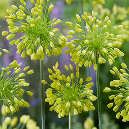 Allium 'Yellow Fantasy'