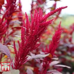 Amaranthus 'Red Garnet' - Seeds