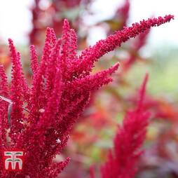 Amaranthus 'Red Garnet' - Seeds