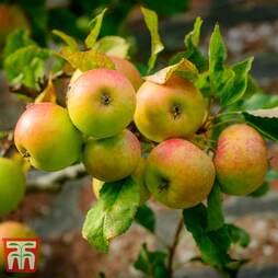 Apple 'Blenheim Orange'