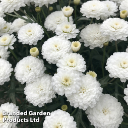 Argyranthemum 'Aramis White'