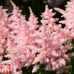 Astilbe x arendsii 'Look at Me'