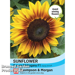 Sunflower 'Orange Mahogany' F1 - Seeds
