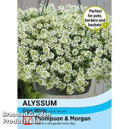 Alyssum 'Giga White' - Seeds