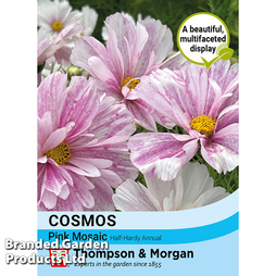 Cosmos 'Pink Mosaic' - Seeds