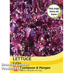 Lettuce 'Sulfita' - Seeds