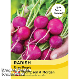 Radish 'Royal Purple' - Seeds