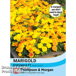 Marigold 'Endurance' F1 - Seeds