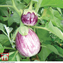 Aubergine 'Pinstripe' F1 Hybrid - Kew Collection Seeds