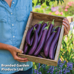 Aubergine 'Violet Knight' F1 - Kew Vegetable Seed Collection