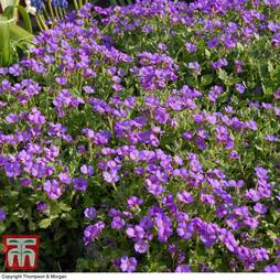 Aubrieta cultorum 'Cascade Purple'