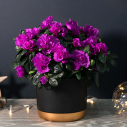 Azalea Purple Rosebud - Gift