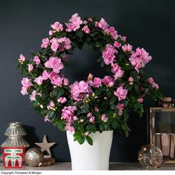 Azalea Hoop 'Light Pink' - Gift