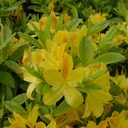 Rhododendron 'Gold Topas' (Azalea Group)