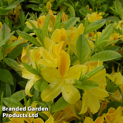 Rhododendron 'Gold Topas' (Azalea Group)