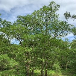 Alder tree (Alnus glutinosa) grown by Cotswold Trees