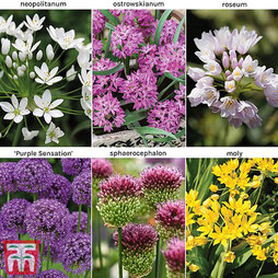 50 FREE* Allium Bulbs
