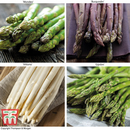 Asparagus Collection (Spring Planting)