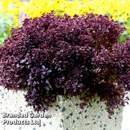 Basil 'Purple' (Peat Free)