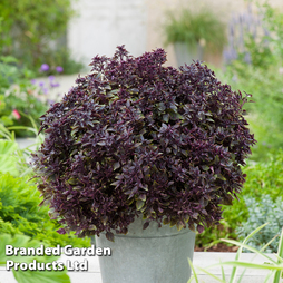 Basil 'Purple Ball' - Seeds