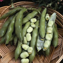 Broad Bean 'The Sutton' (Start-A-Garden™ Range)