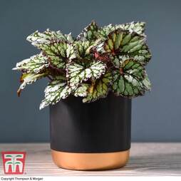 Begonia rex 'King's Spirit' (House plant)