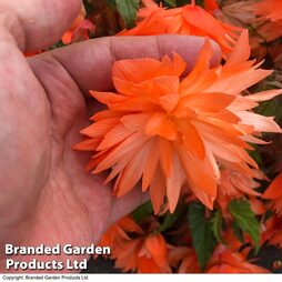 Begonia Belleconia Soft Orange