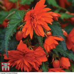 Begonia 'Funky Orange'