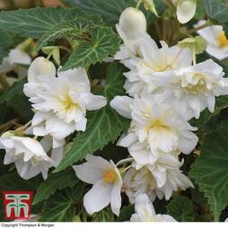 Begonia 'Funky White'