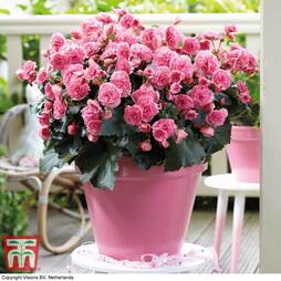 Begonia elatior 'Frivola Pink'