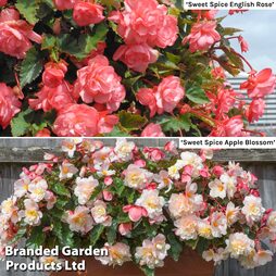 Begonia 'Sweet n Spice' Collection