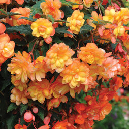 Begonia x tuberhybrida 'Apricot Shades Improved' F1 Hybrid