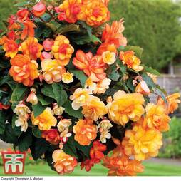 Begonia x tuberhybrida 'Apricot Shades Improved' F1 Hybrid