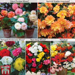 Begonia Collection
