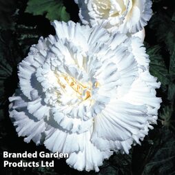 Begonia 'Prima Donna White'