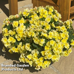 Begonia 'Sunpleasures® Yellow'
