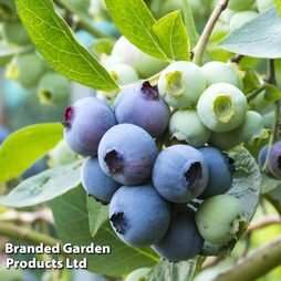 Blueberry 'Patriot' (Organic)