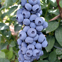 Blueberry 'Titanium'