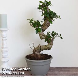 Bonsai Ficus microcarpa 'Ginseng' in Decorative Pot