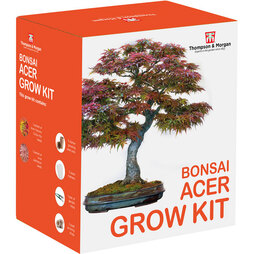 Bonsai Acer Growing Kit