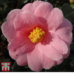 Camellia x williamsii 'Bowen Bryant'