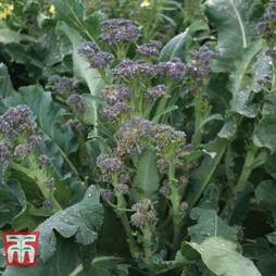 Broccoli 'Purple Rain' F1 Hybrid (Purple Sprouting) - Seeds