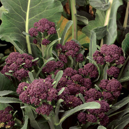 Broccoli 'Summer Purple' (Start-A-Garden™ Range)