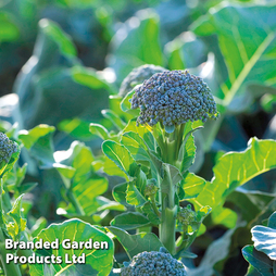 Broccoli 'Bellaverde Sibsey' F1 - Veg Saver Seeds