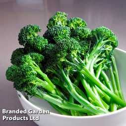 Broccoli 'Bellaverde Sibsey' F1 - Veg Saver Seeds