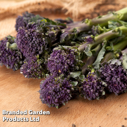 Broccoli Sprouting 'Summer Purple' - Kew Vegetable Collection