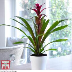 Bromeliad (House Plant)