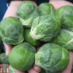 Brussels Sprout 'Marte' F1 Hybrid